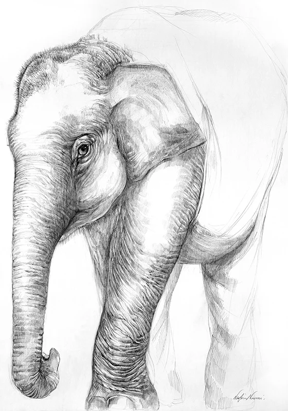 nafissa-elephant-34.jpg