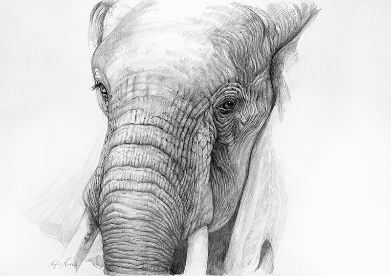 nafissa-elephant-15_0.jpg