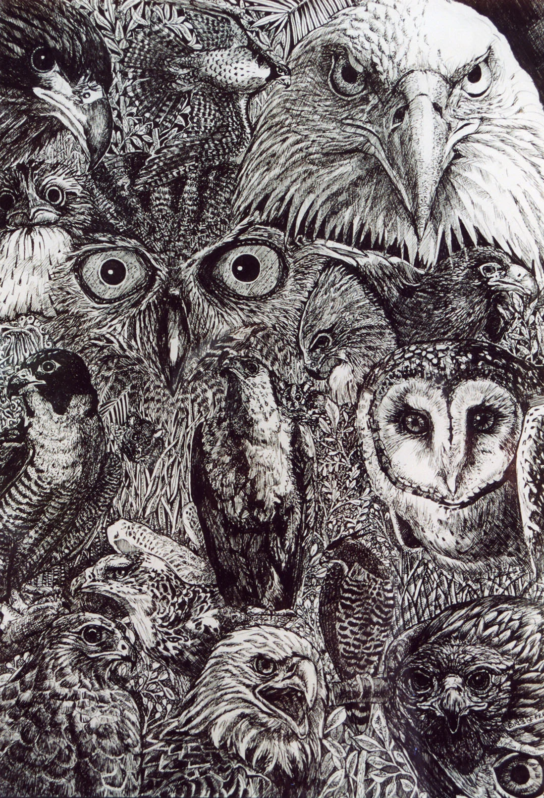 Birds of preySMALL.jpg