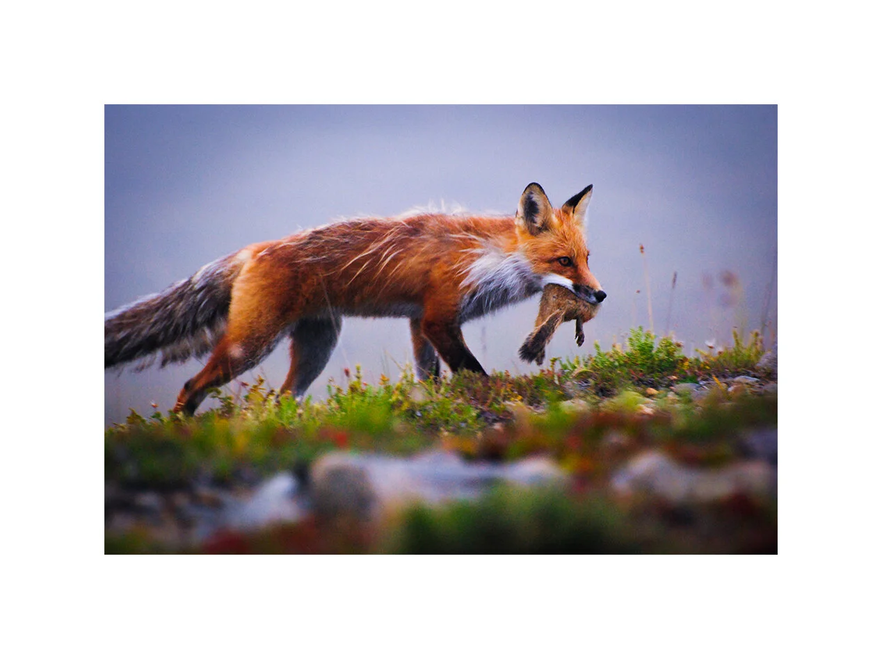 Fox eating ground squirrel,  Arctic National Wildlife Refuge, Alaska 