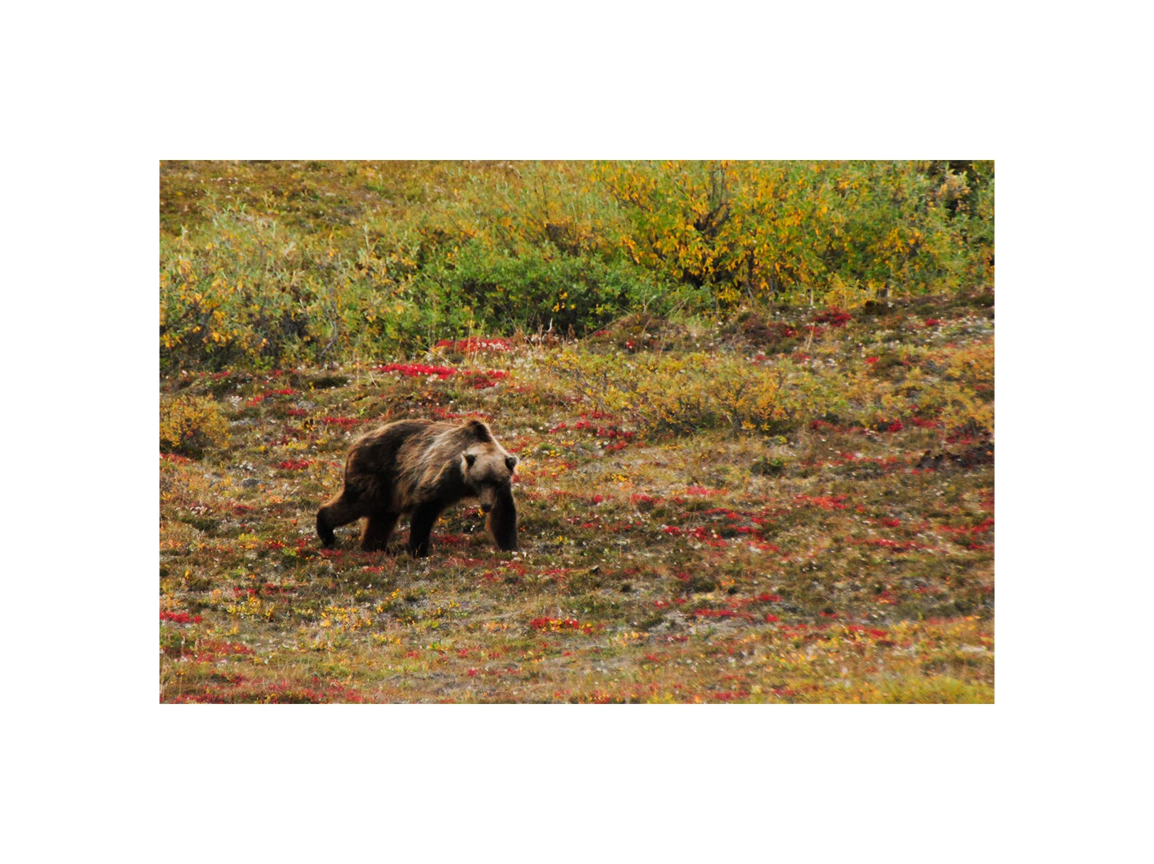 Grizzly bear. Arctic National Wildlife Refuge, Alaska 