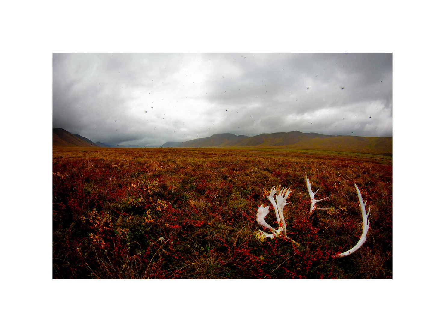 Caribou skull. Arctic National Wildlife Refuge, Alaska 