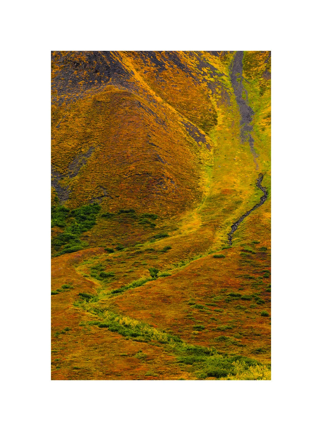 Arctic tundra. Arctic National Wildlife Refuge, Alaska
