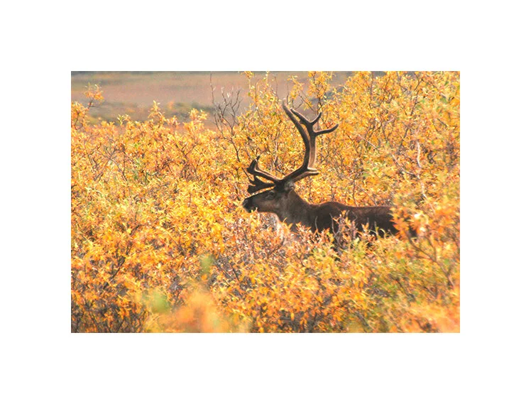 Caribou bull in willows. Arctic National Wildlife Refuge, Alaska 