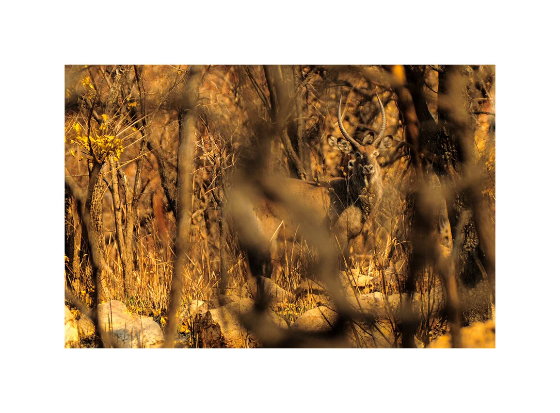 Waterbuck bull and cow. Chinko Nature Reserve, CAR