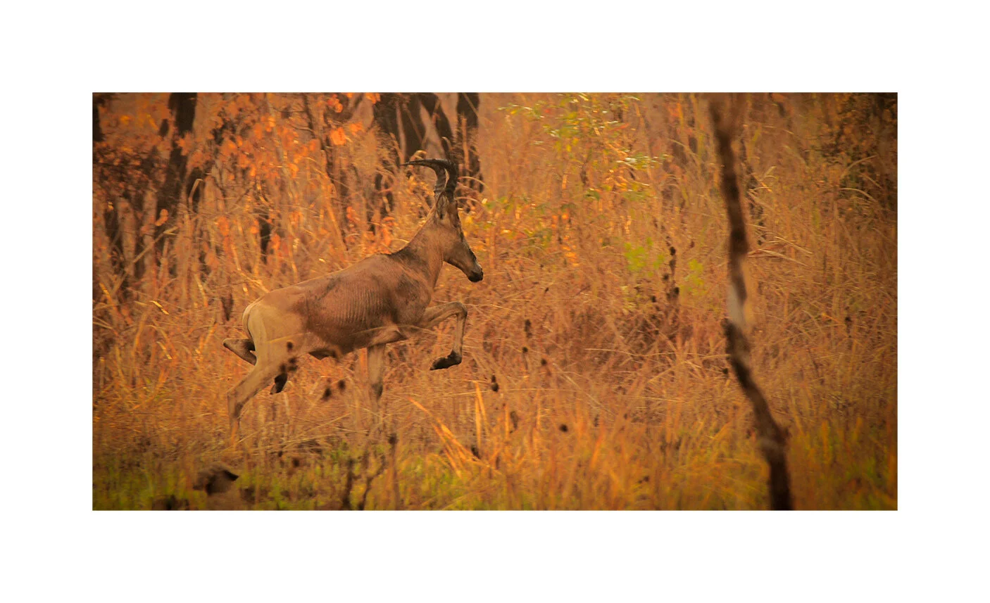 Lelwell Hartebeest. Chinko Nature Reserve, CAR