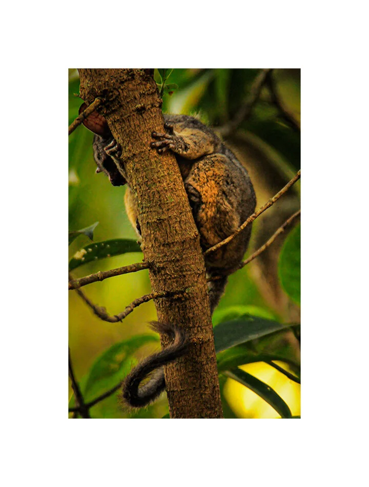 Senegal Galago. Chinko Nature Reserve, CAR