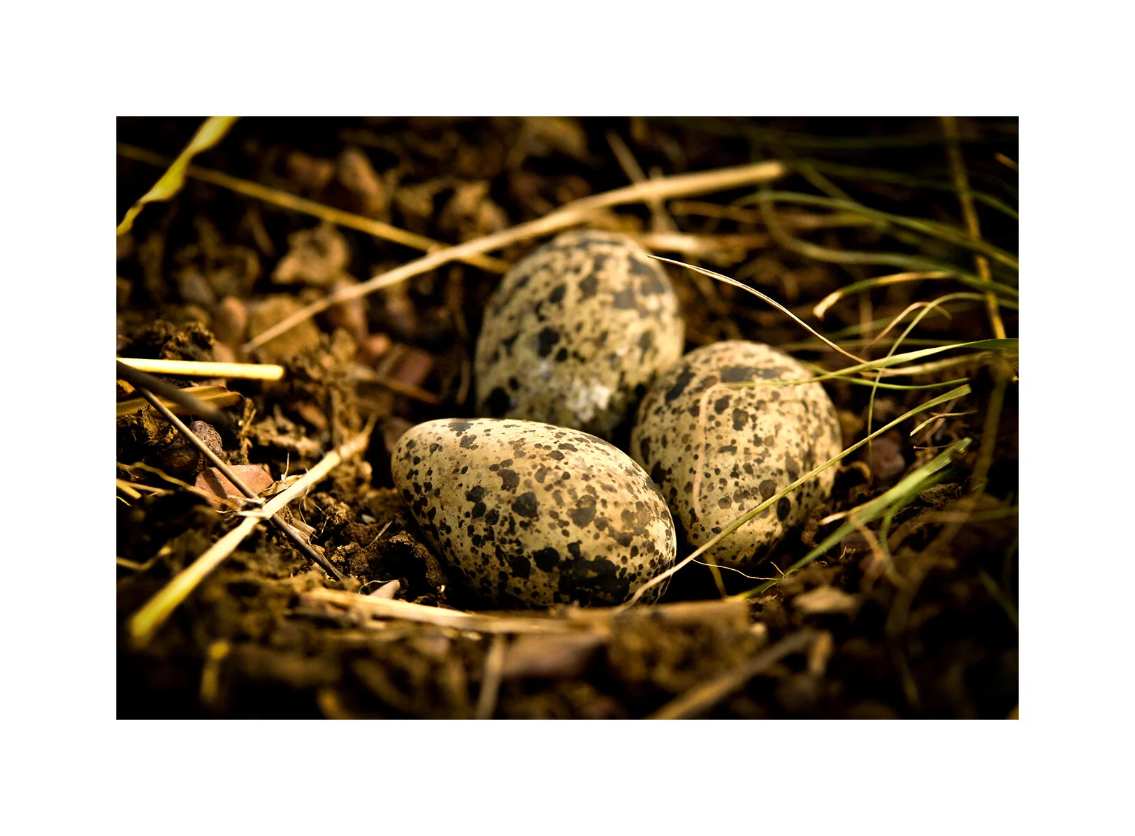 Lapwing eggs. Chinko Nature Reserve, CAR