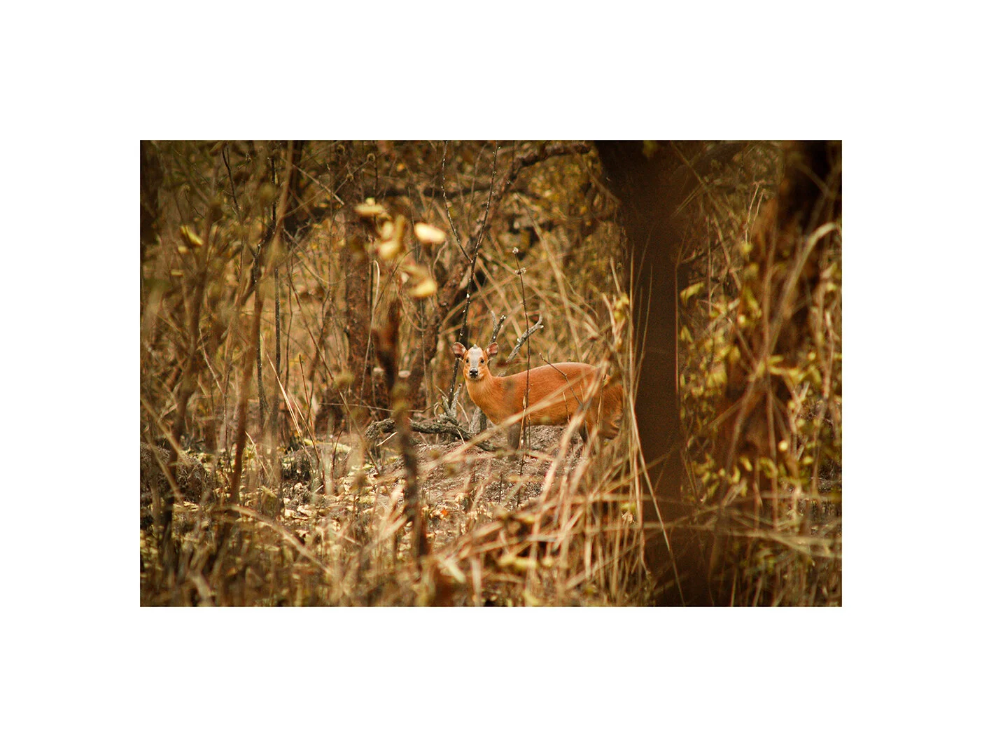 Red flanked duiker. Chinko Nature Reserve, CAR
