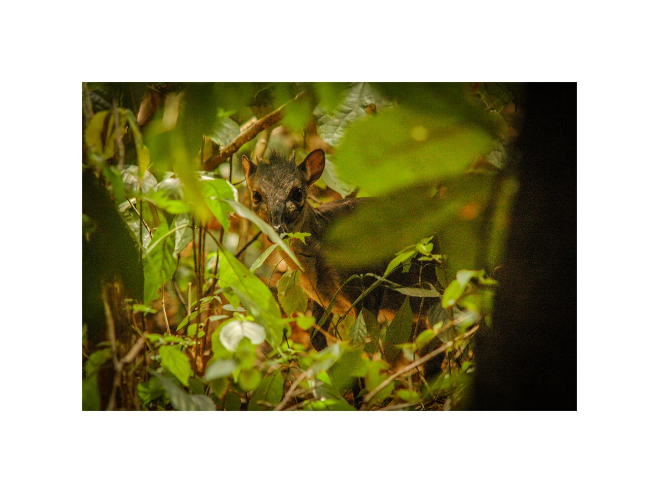 Blue duiker. Chinko Nature Reserve, CAR