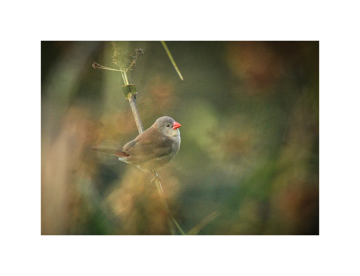 Waxbill. Chinko Nature Reserve, CAR