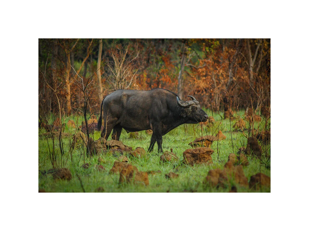 Savanna buffalo bull. Chinko Nature Reserve, CAR