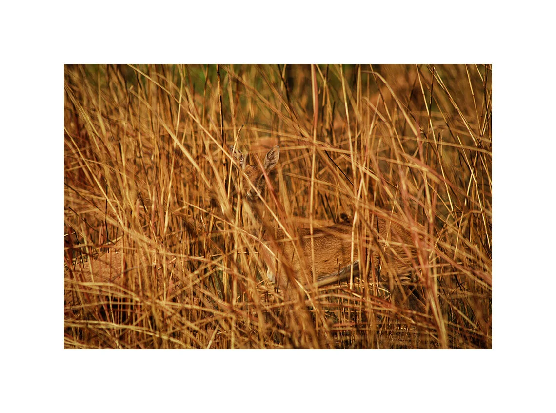 Hidden Oribi antelope. Chinko Nature Reserve, CAR