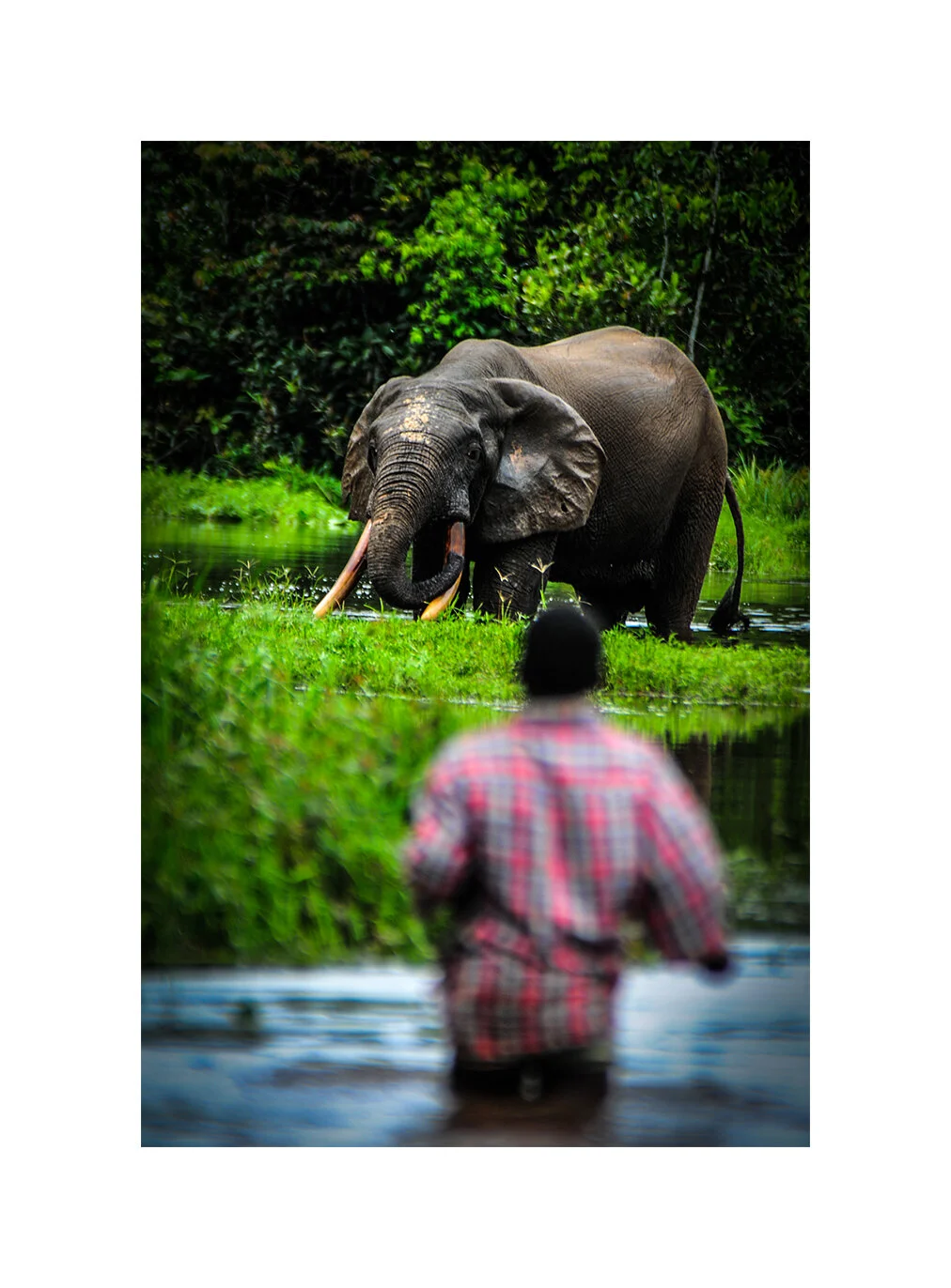 Elephant bull and Ba’aka pygmy guide. Dzanga-Ndoki National Park, CAR
