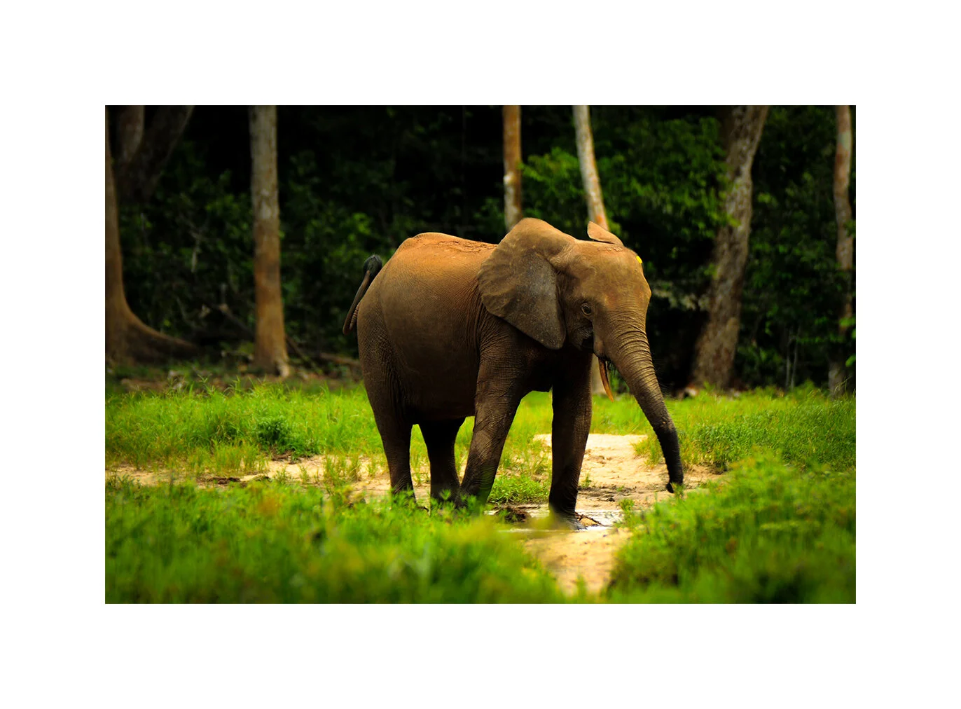 Cow elephant. Dzanga-Ndoki National Park, CAR