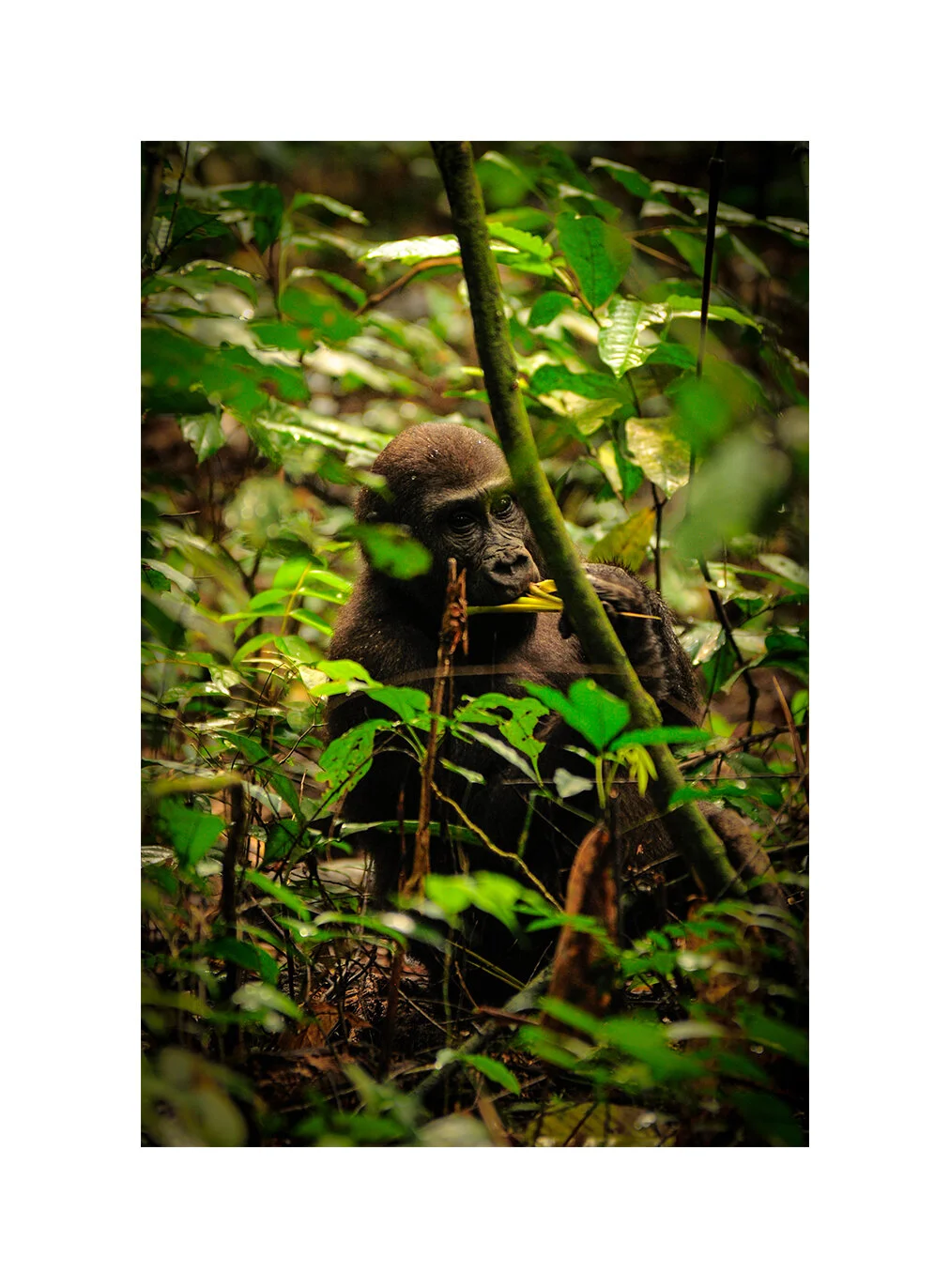 Young western lowland gorilla. Dzanga-Ndoki National Park, CAR