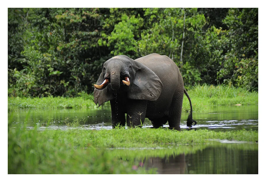 Elephant. Dzanga-Ndoki National Park, CAR