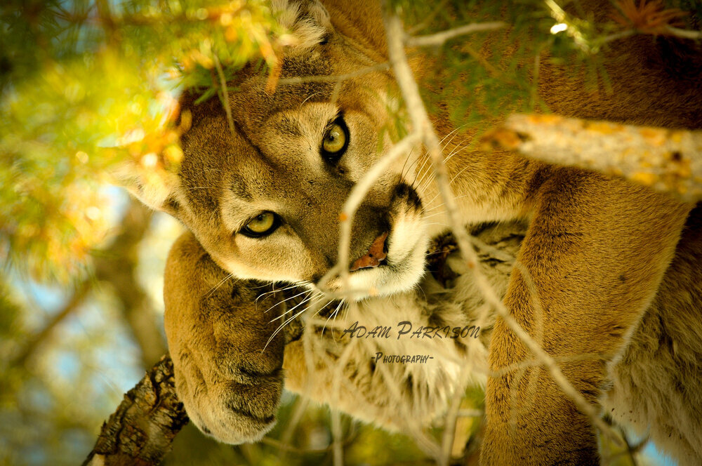 adam parkison mointian lion .jpg