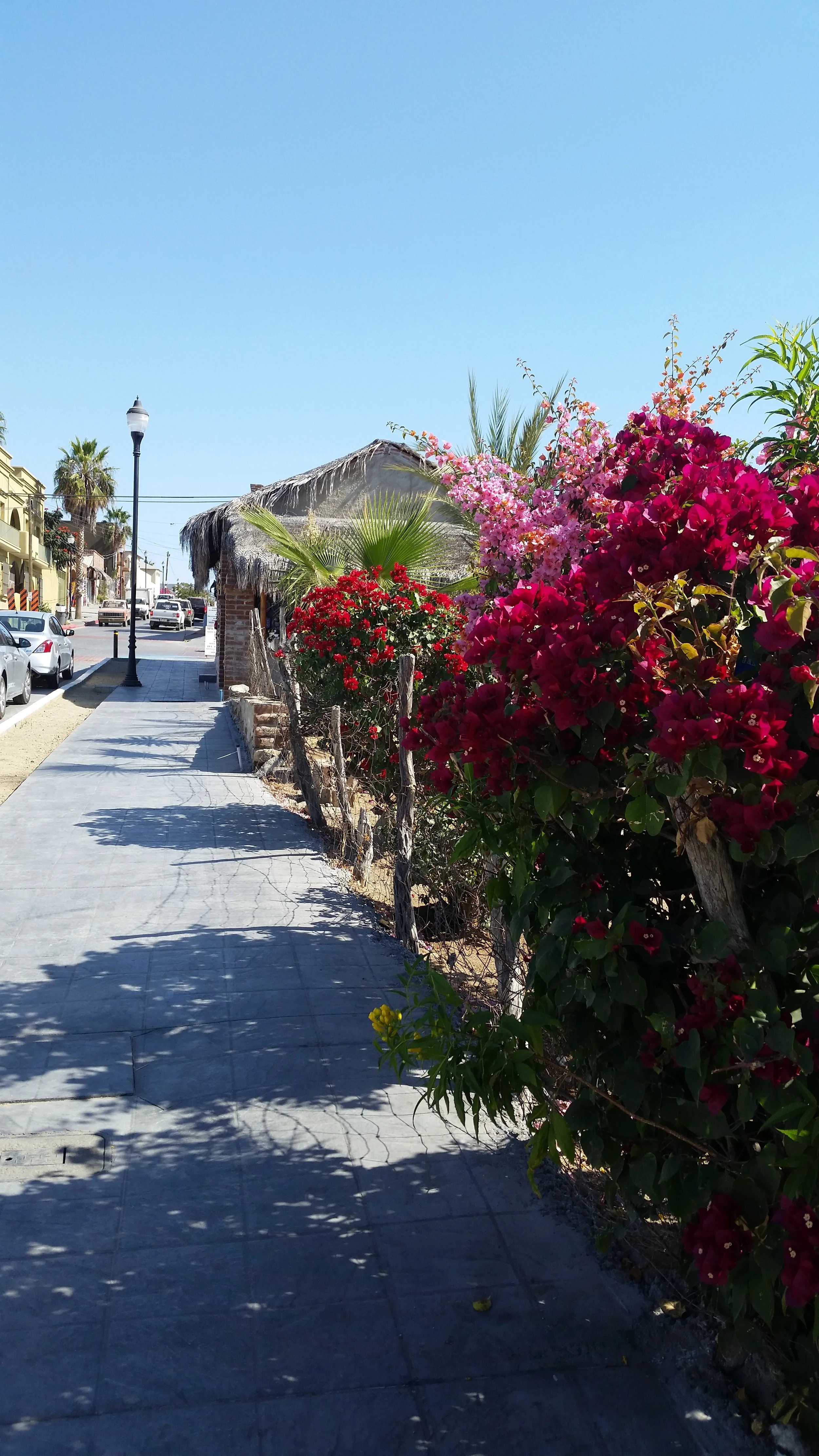 Downtown Todos Santos