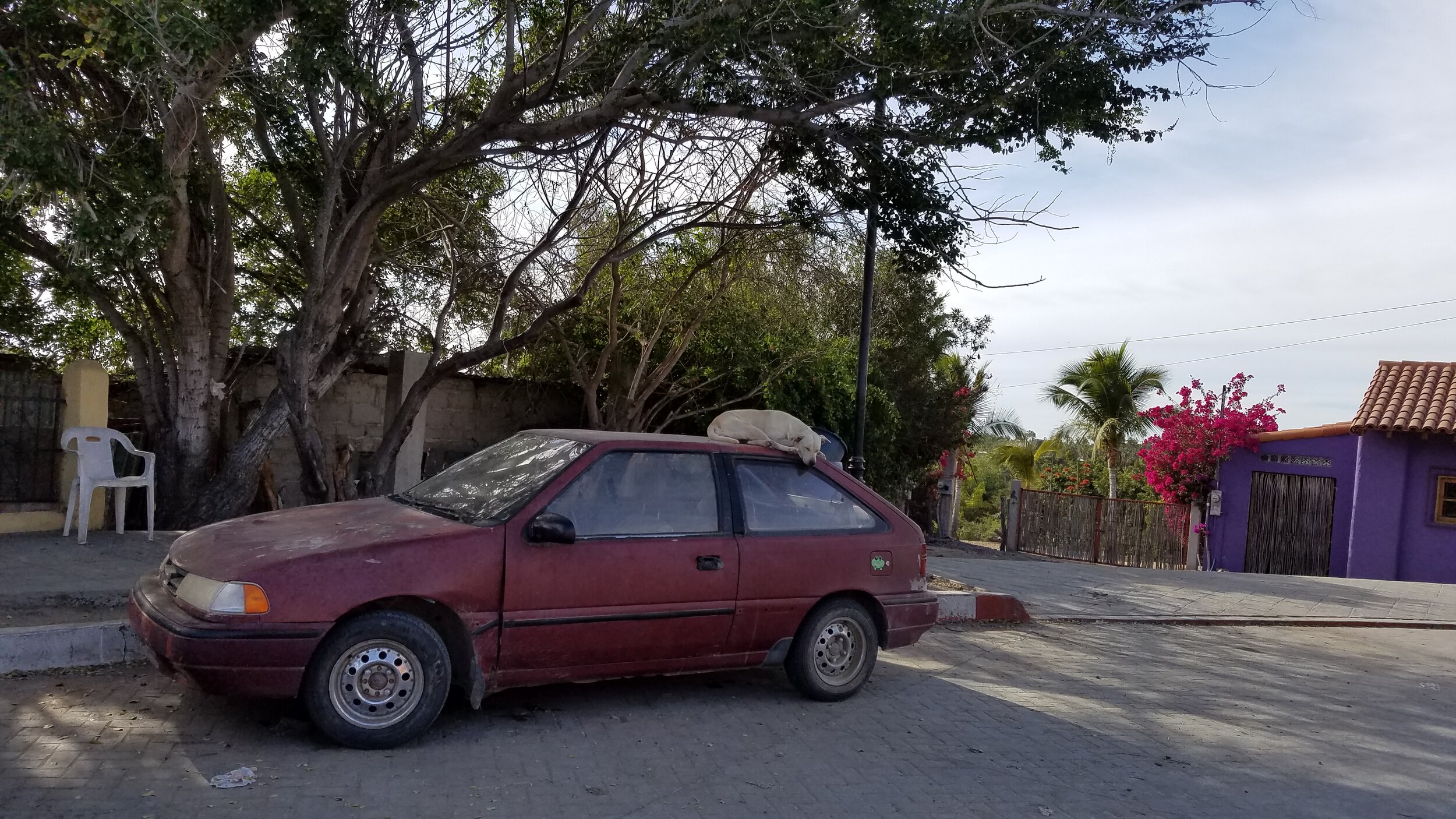 Todos car with sleeping dog on roof.jpg