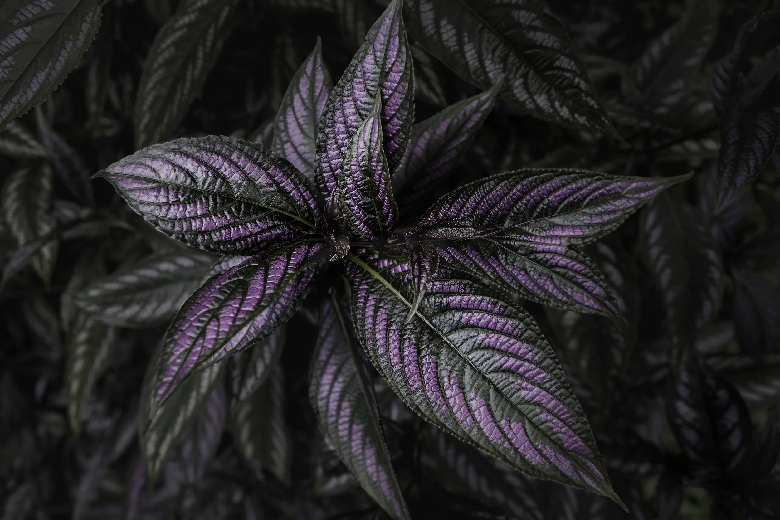 Tropical Flowers in Costa Rica