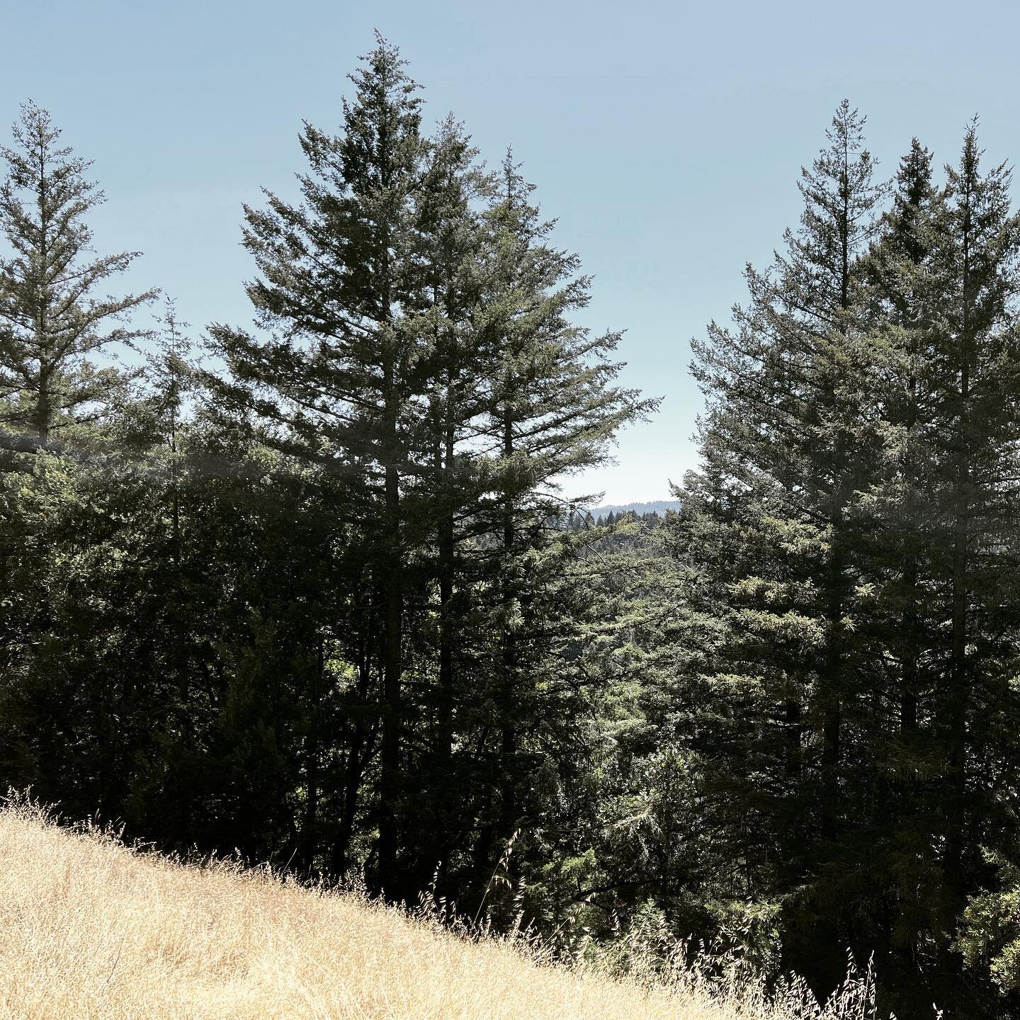 Happy Friday! Go hug a tree this weekend.

#treesofinstagram #hikecalifornia #hugatree #lanaturaleza