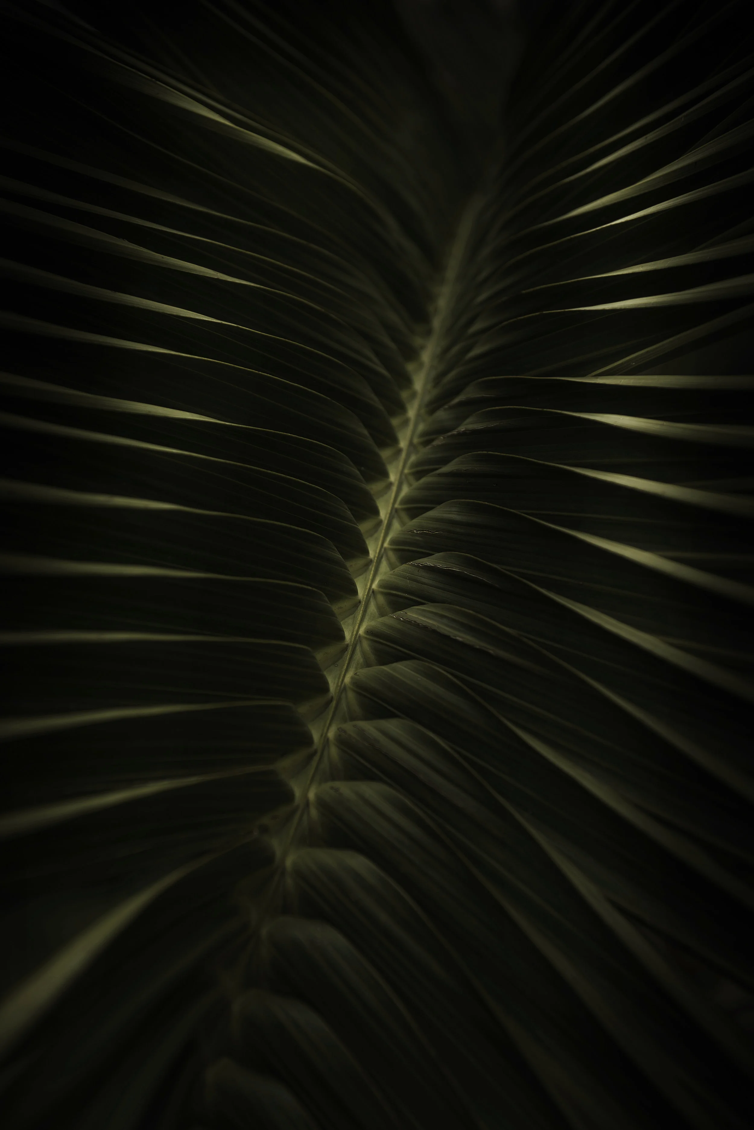 MarcoBadalianPhotography-Flora2016-7678Dm.jpg