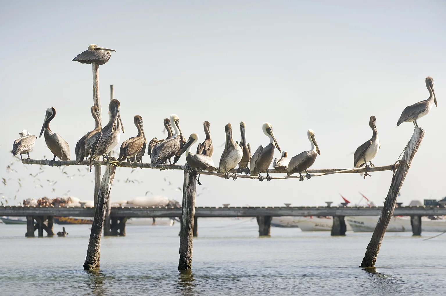 MarcoBadalianPhotography-PelicanSeries-277D.jpg