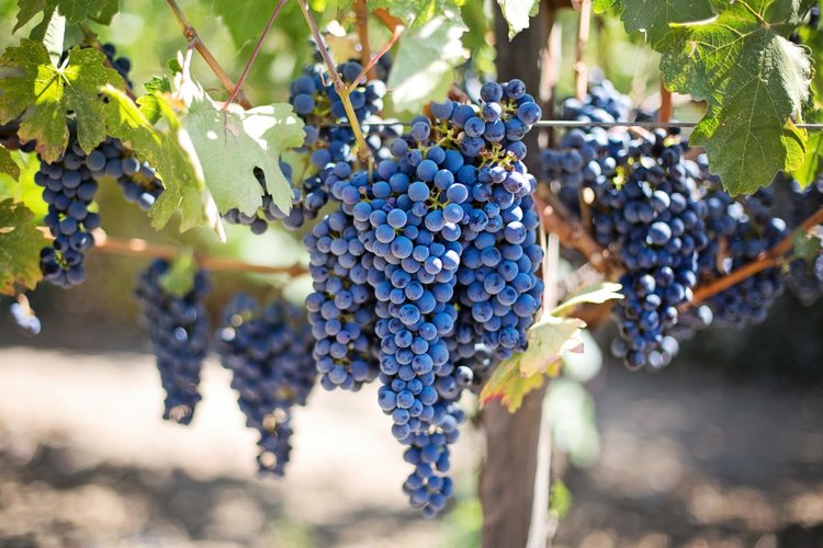 fruits_grapes_grapevines_napa_valley_napa_vineyard_purple_grapes_vine_vineyard-981913.jpg!d.jpeg