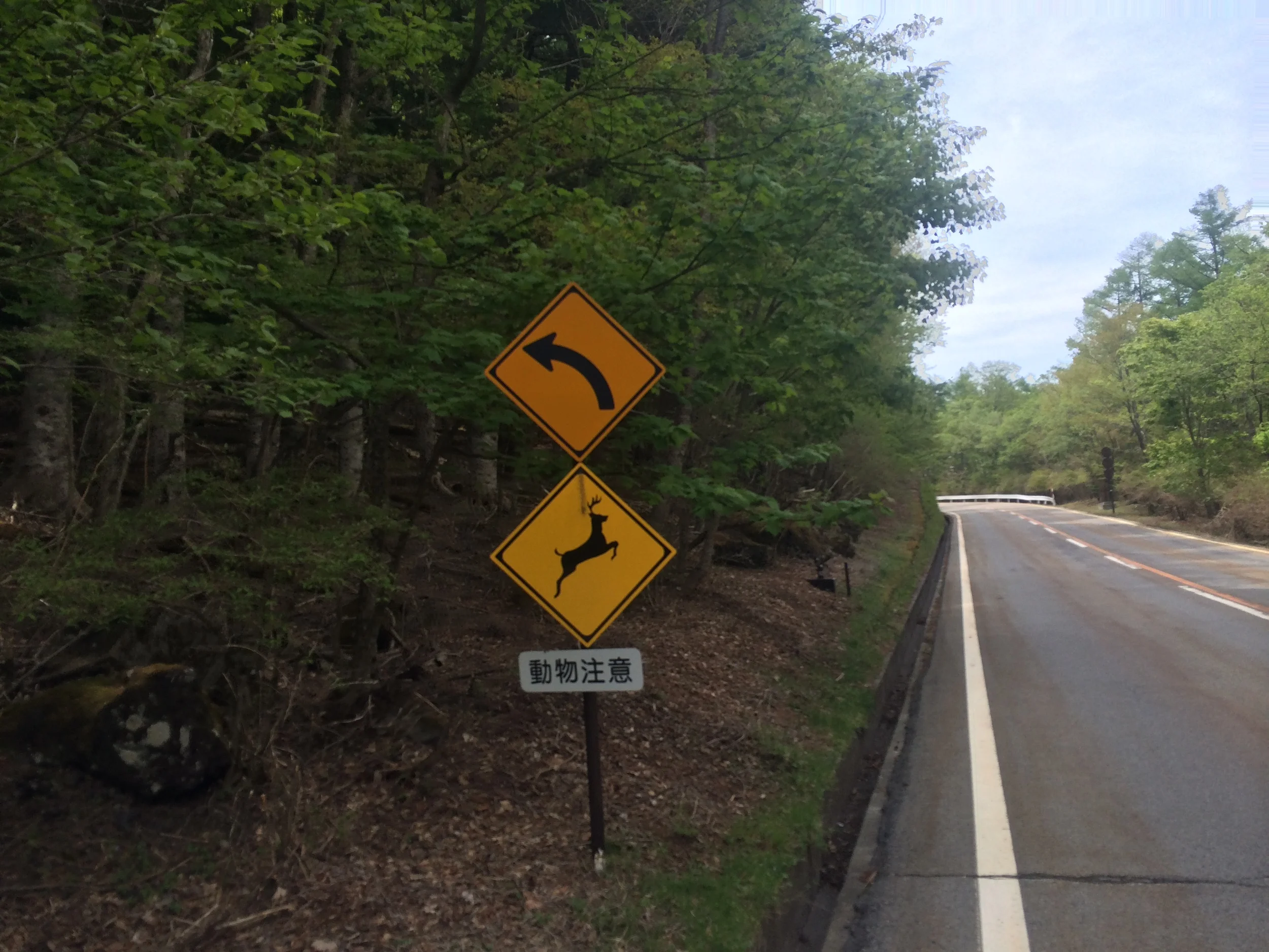 I am waiting to see the sign mind the bear.