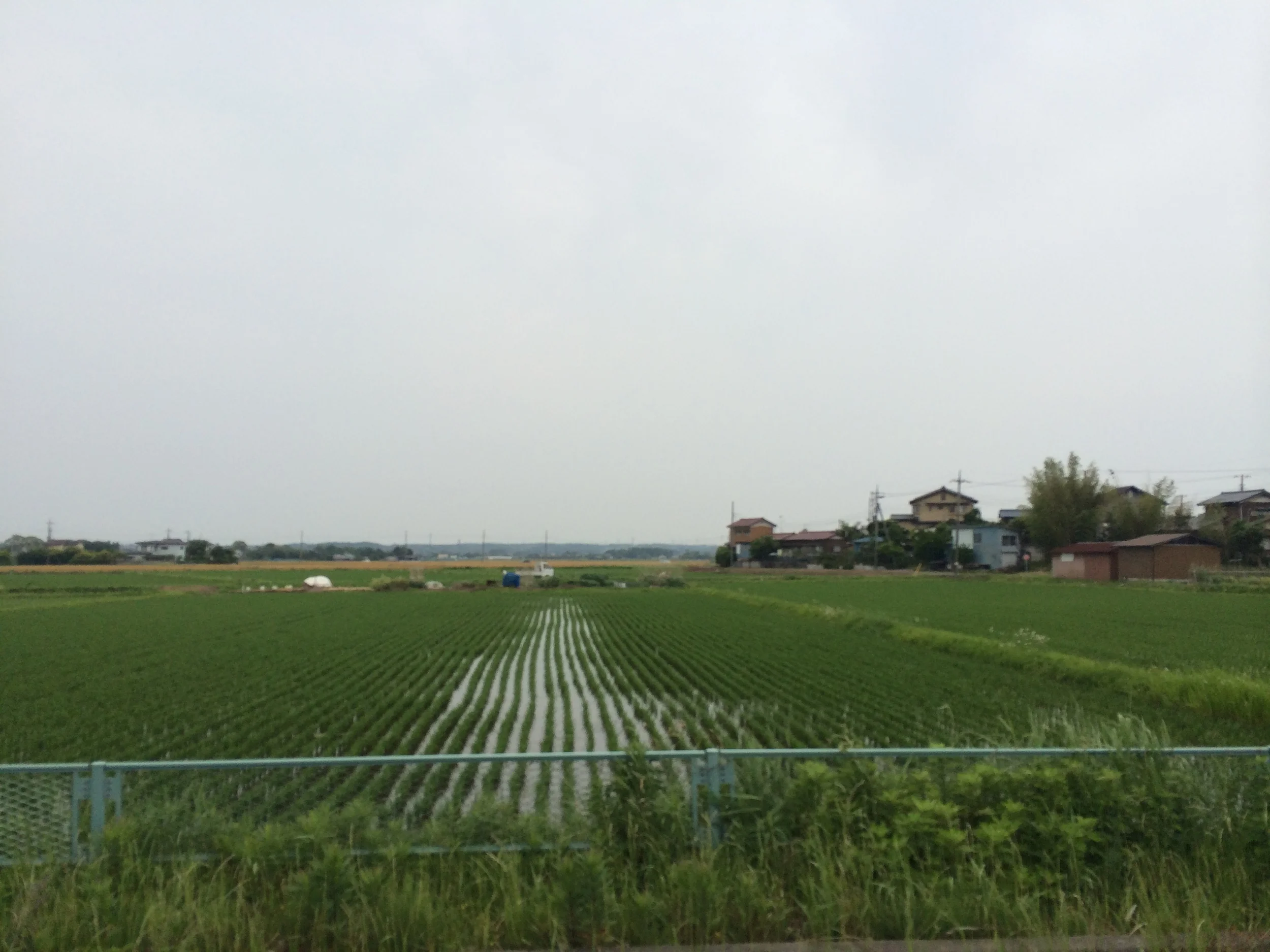 Infinite rice field.