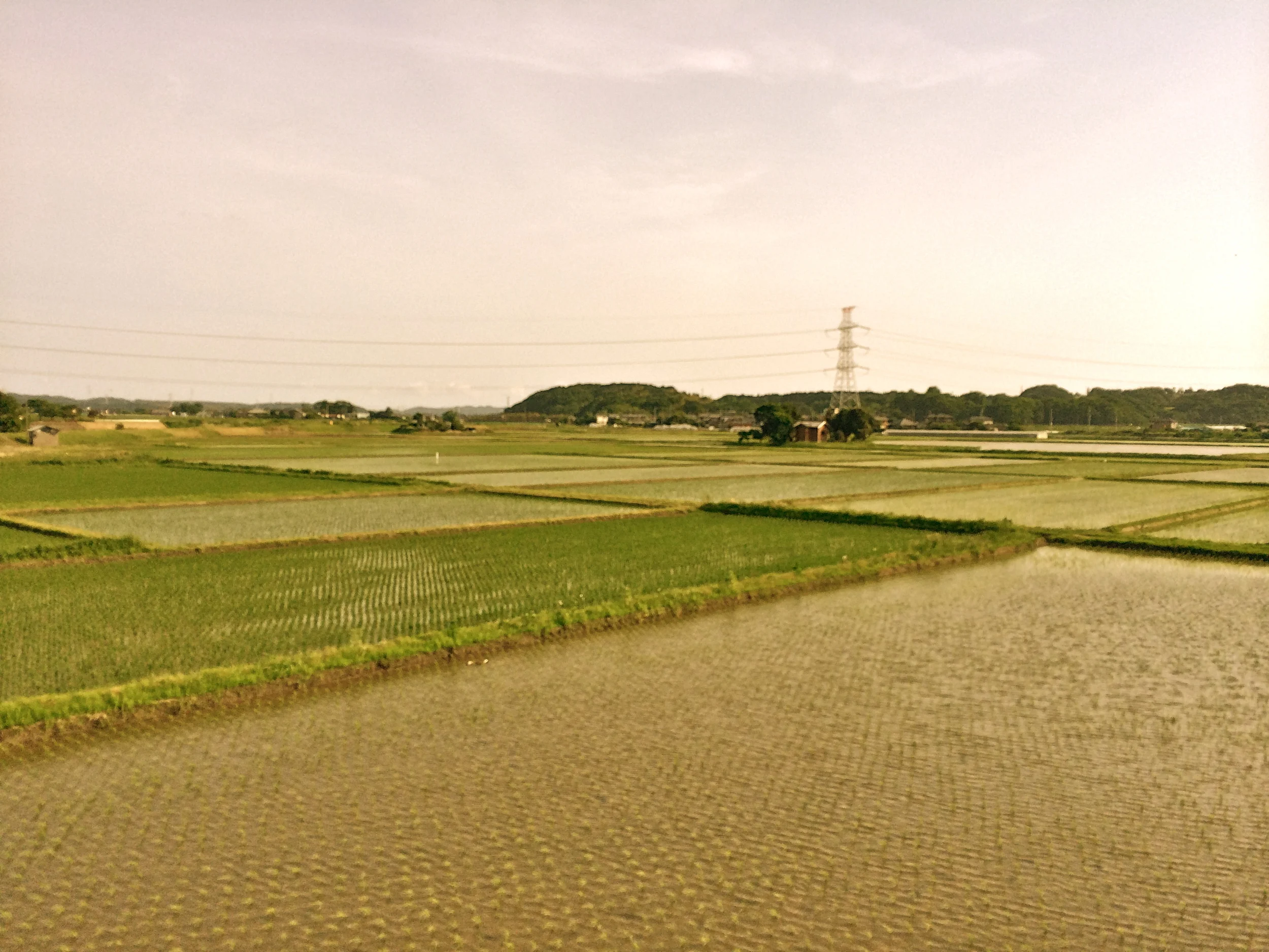 More rice fields