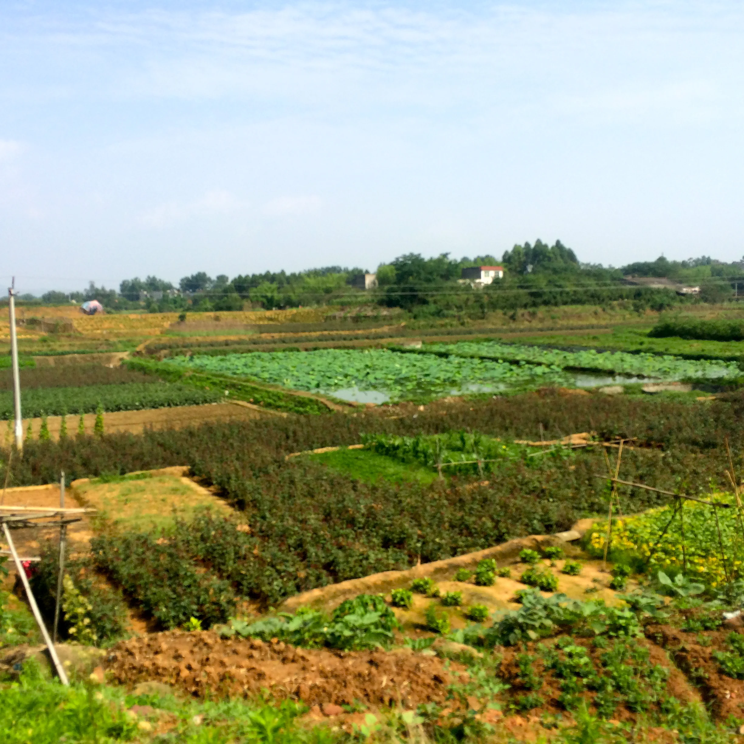 The country side