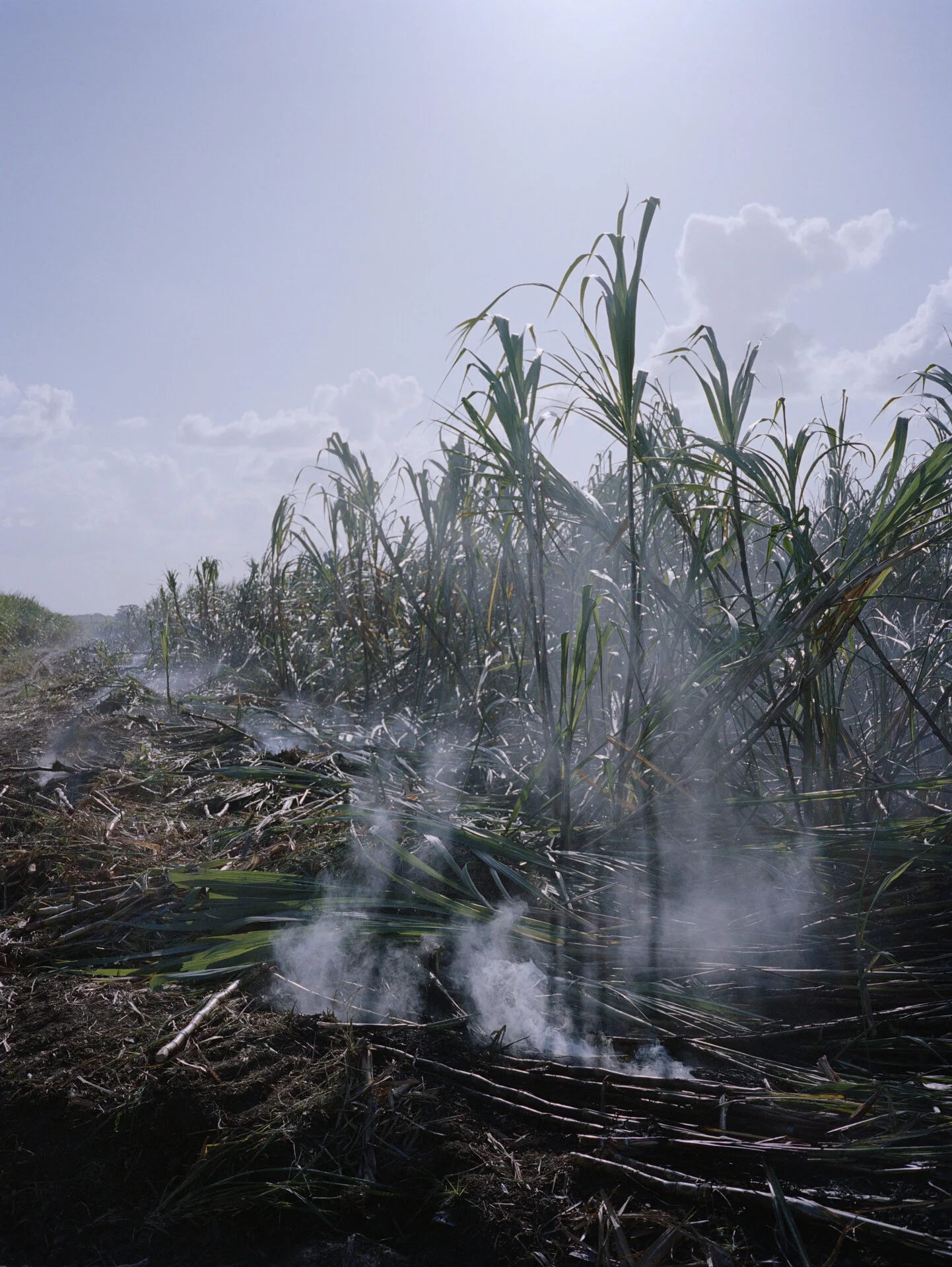   Dichotomie dominicaine, des esclaves modernes de notre civilisation  