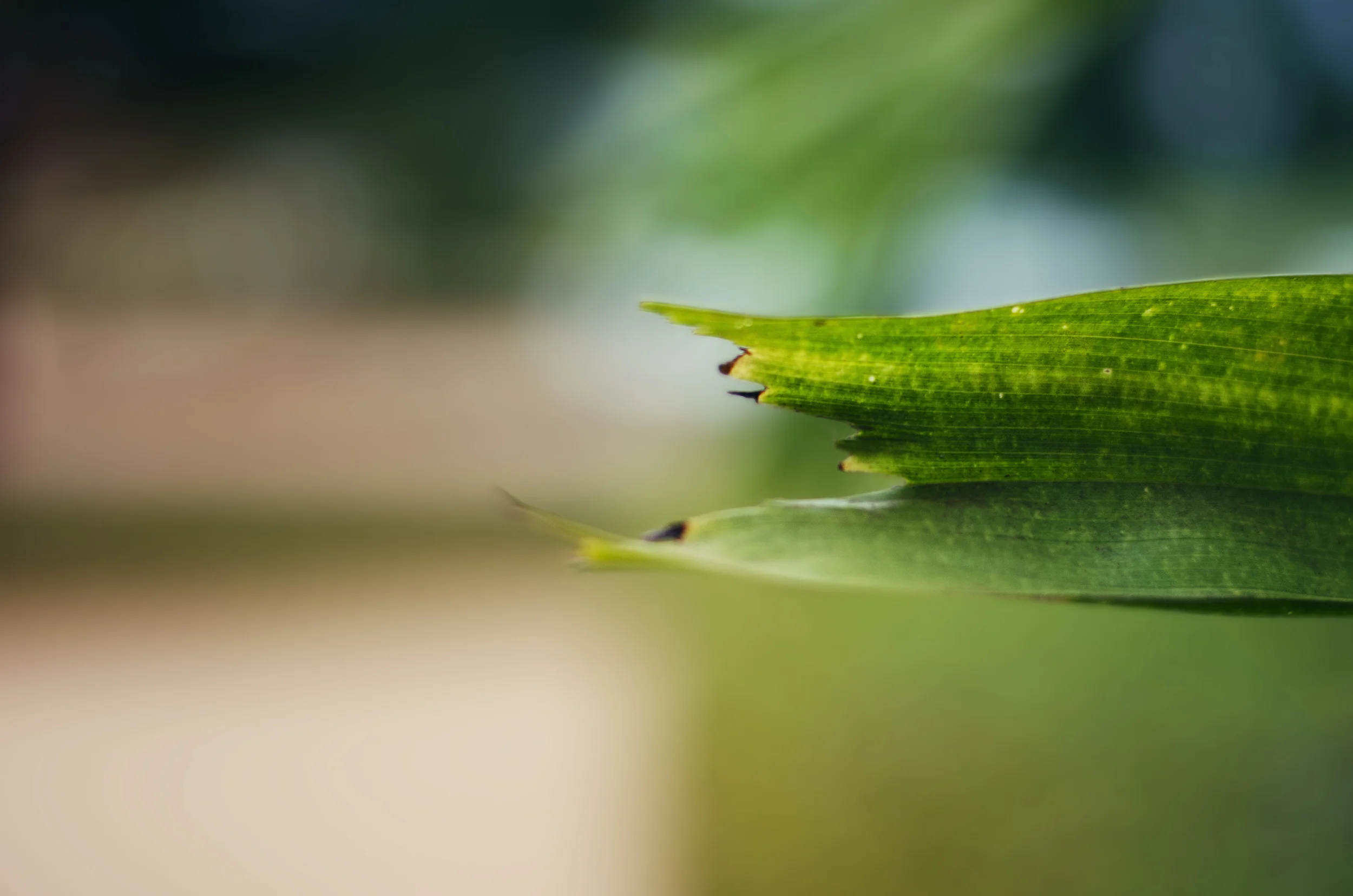 CINEMATOGRAPHY REELS