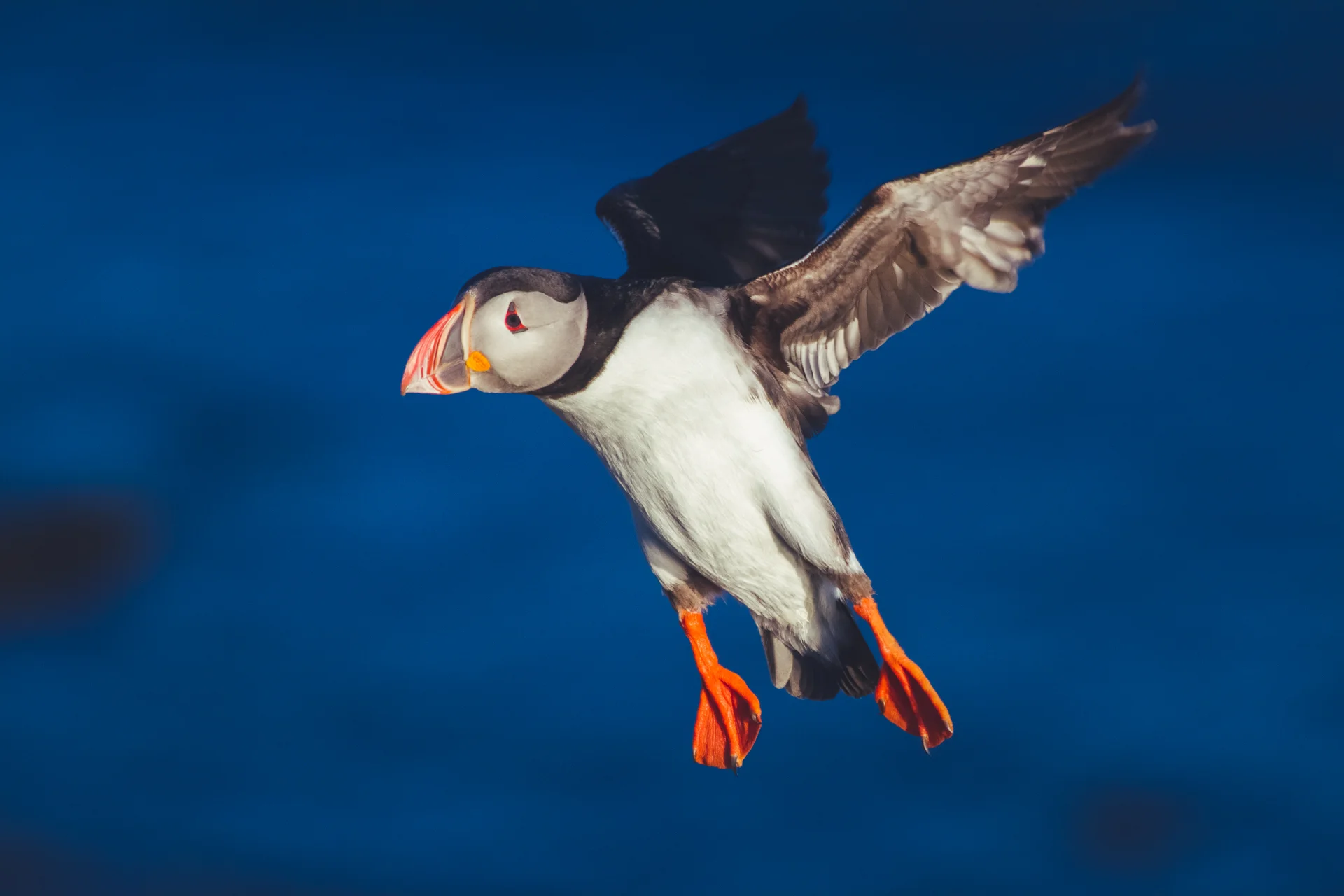 Flying Puffin