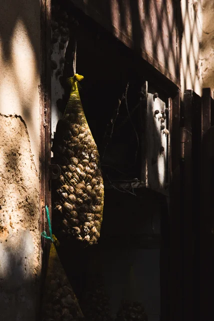 morocco-fez-snails.jpg