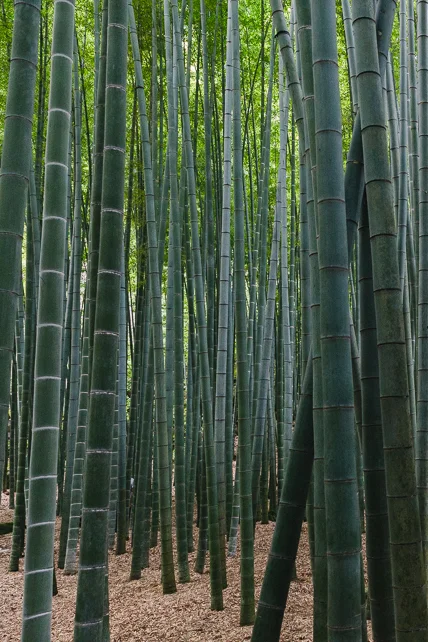 bamboo-temple-japan.jpg