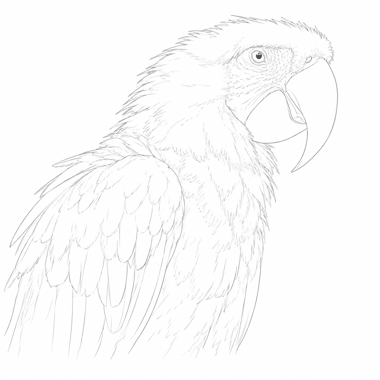 Guacamaya Acuarela para colorear.png