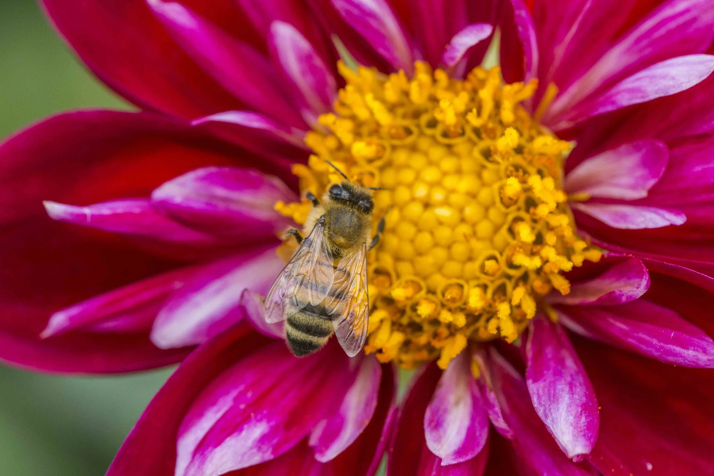 © Magne Pics Photogaphy 2014 - macro-9905.jpg