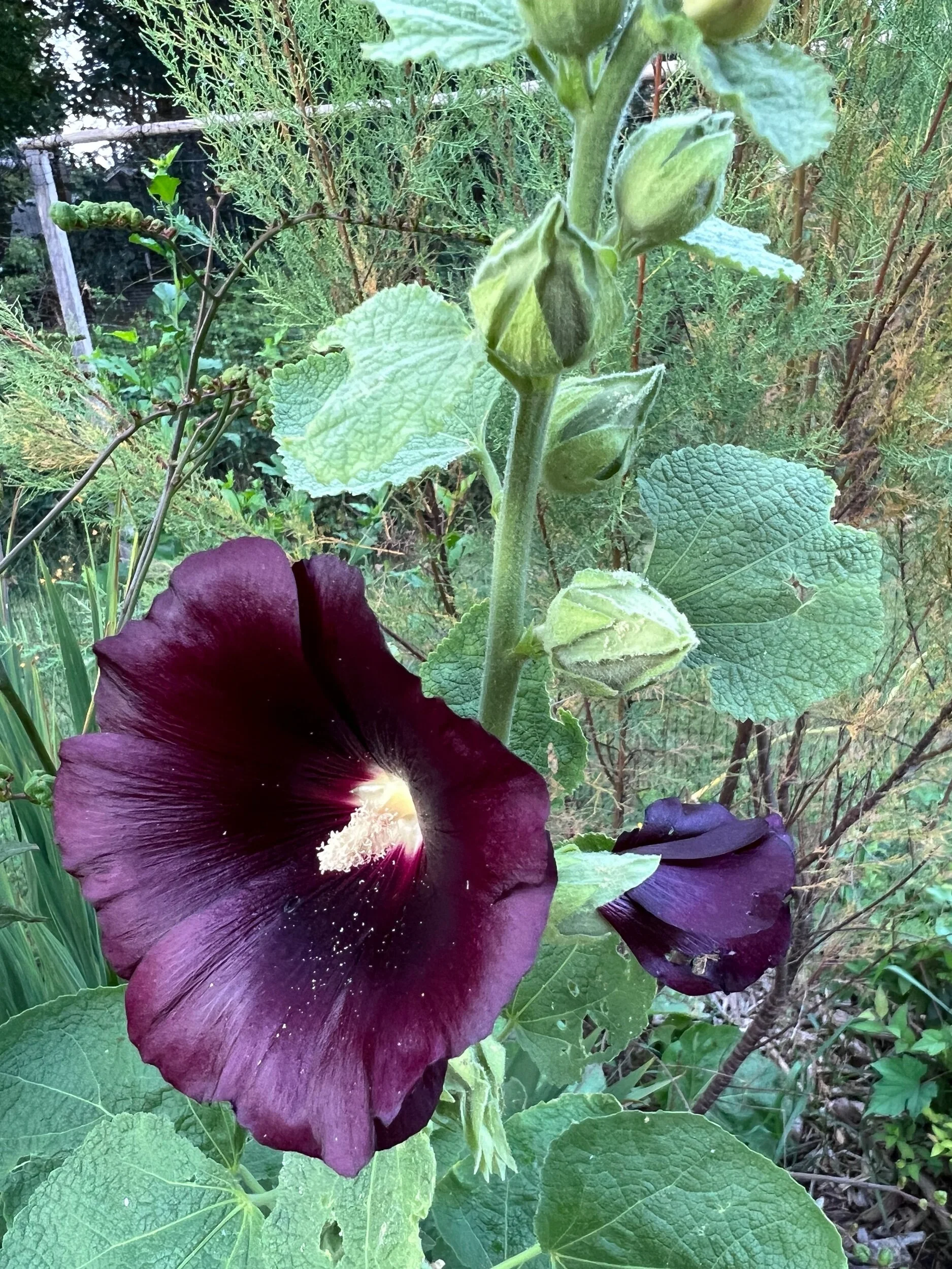 7D056117-1B27-418B-9F7A-22288D5C86D3