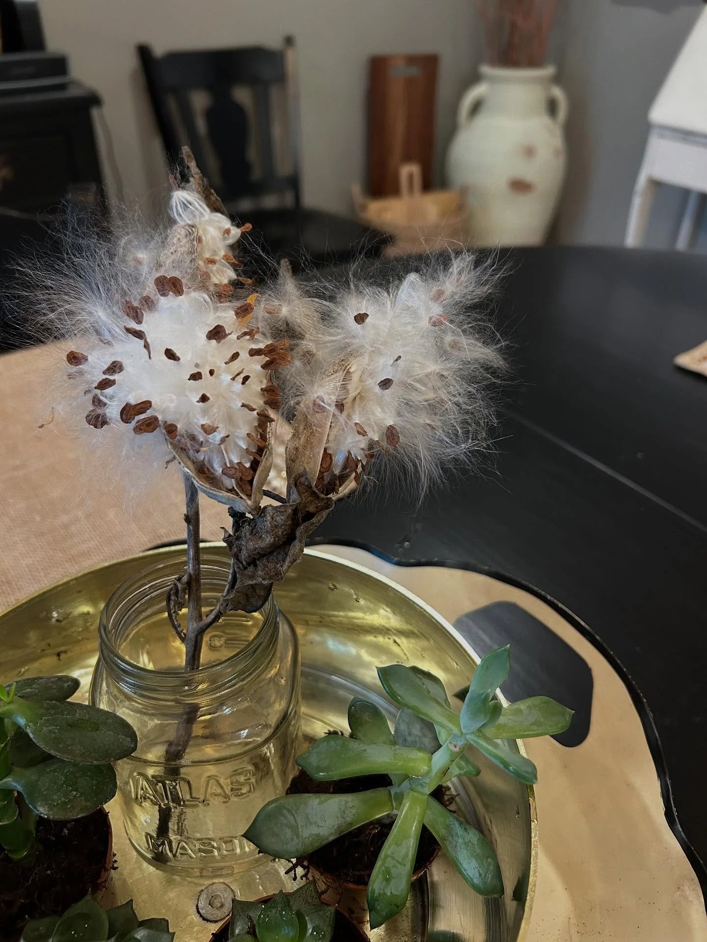 Milkweed is so stunning. &hearts;️

#milkweed #milkweedformonarchs #beauty #beautifulday #mn #mngirl #mnwalks #minnesota