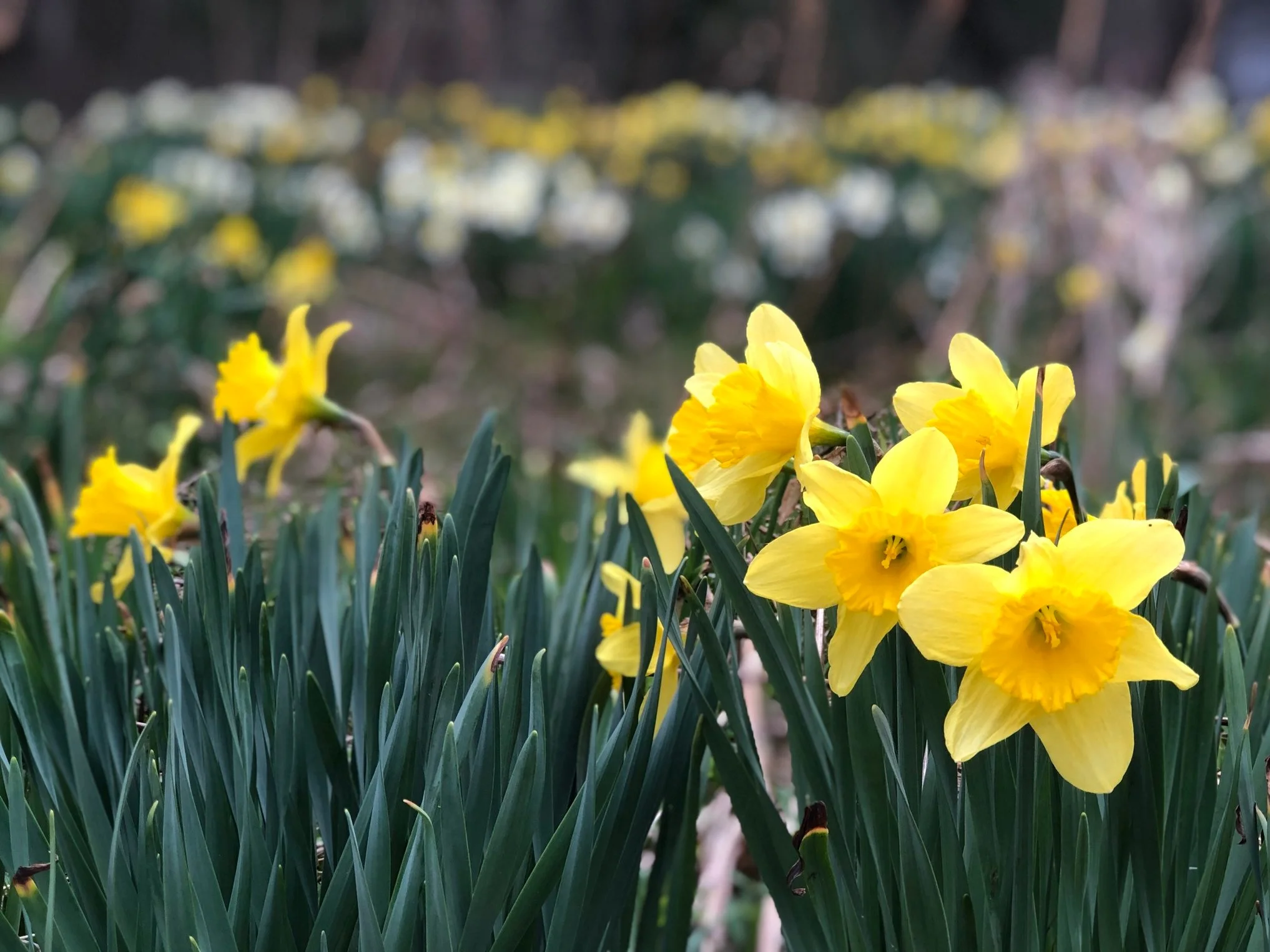 Daffodils at davistudio, April 2019
