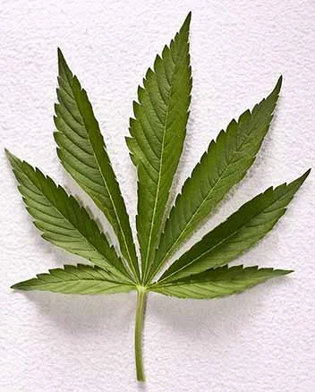 marijuana.jpg
