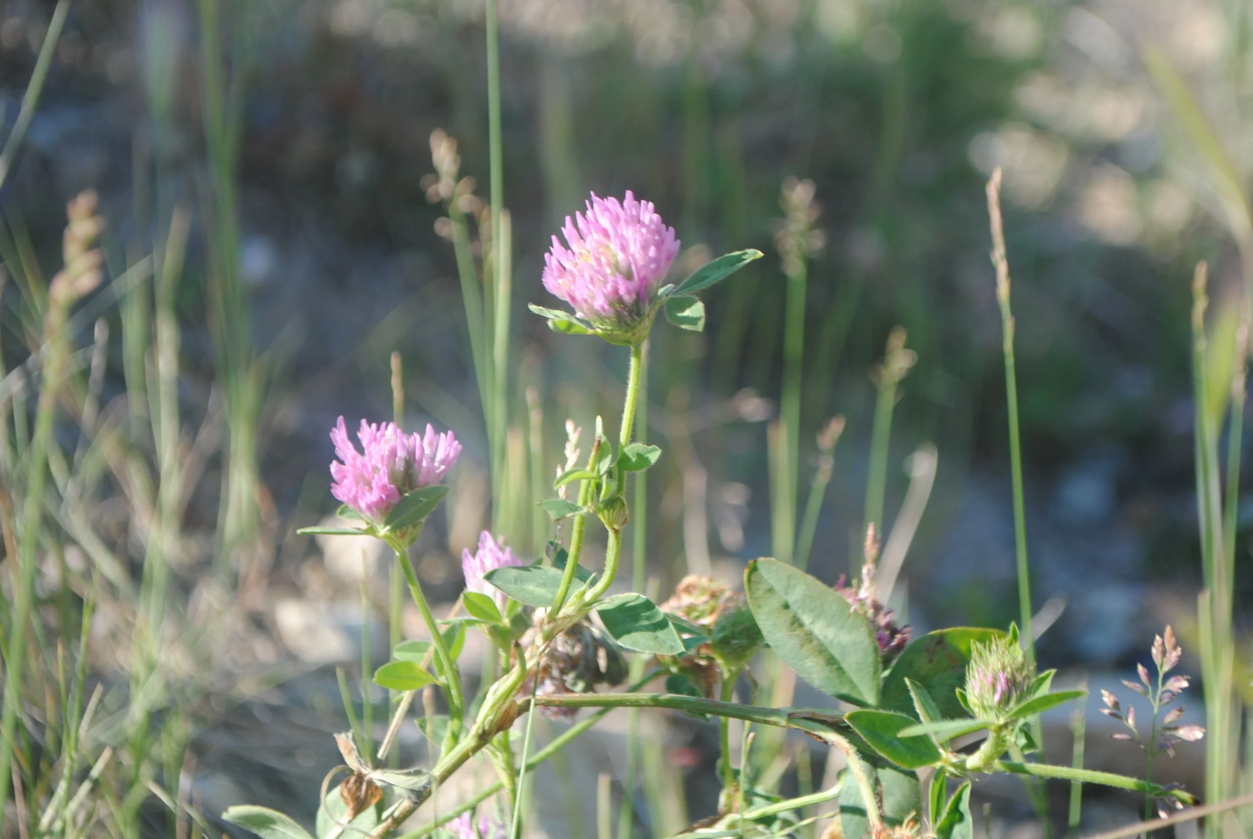 DSC_0008.jpg