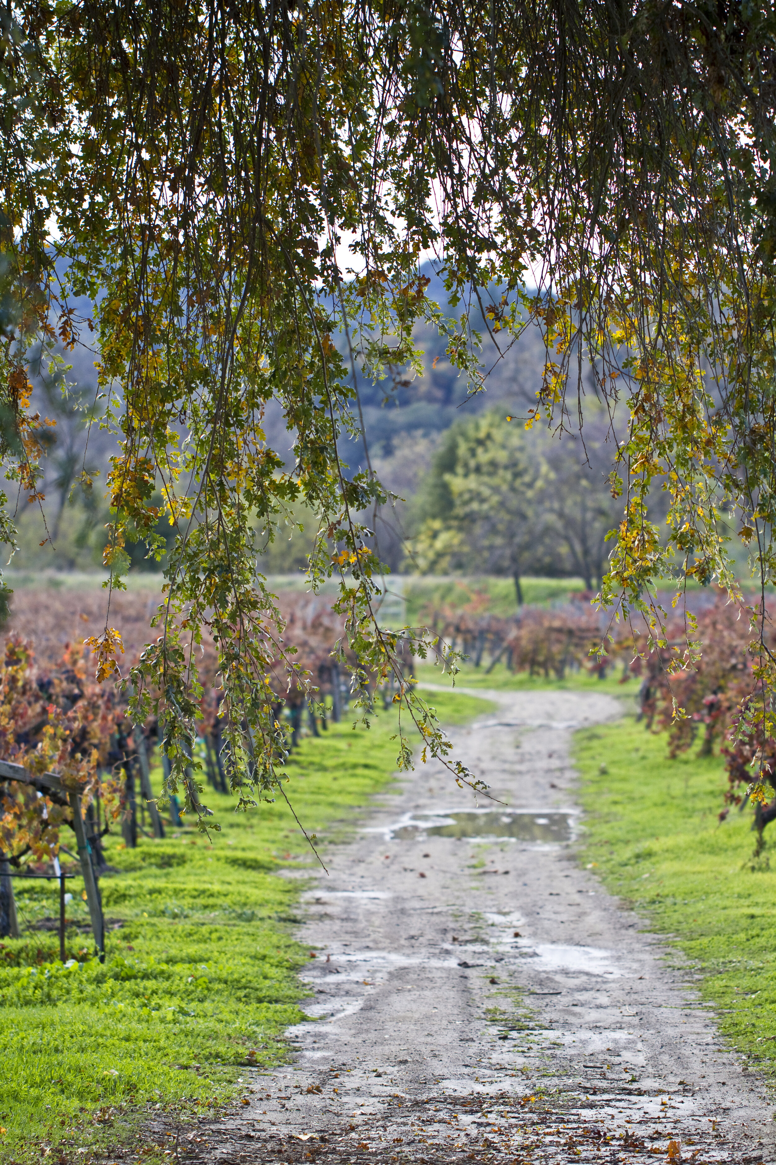 the farm-9466.jpg