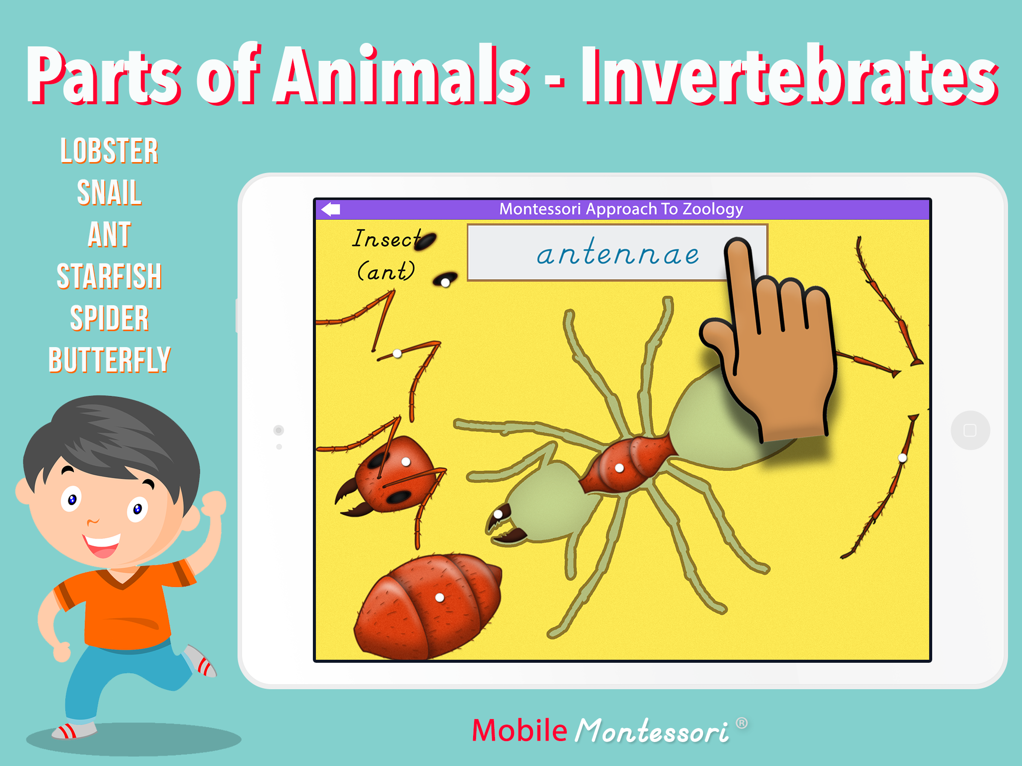 Parts of Animals - Invertebrates — Mobile Montessori
