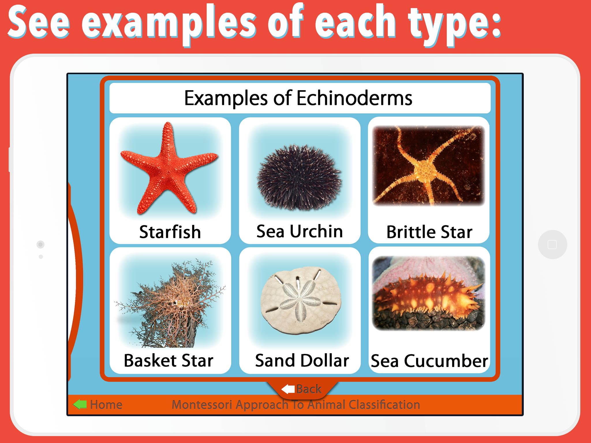 Animal Classification Chart Invertebrates