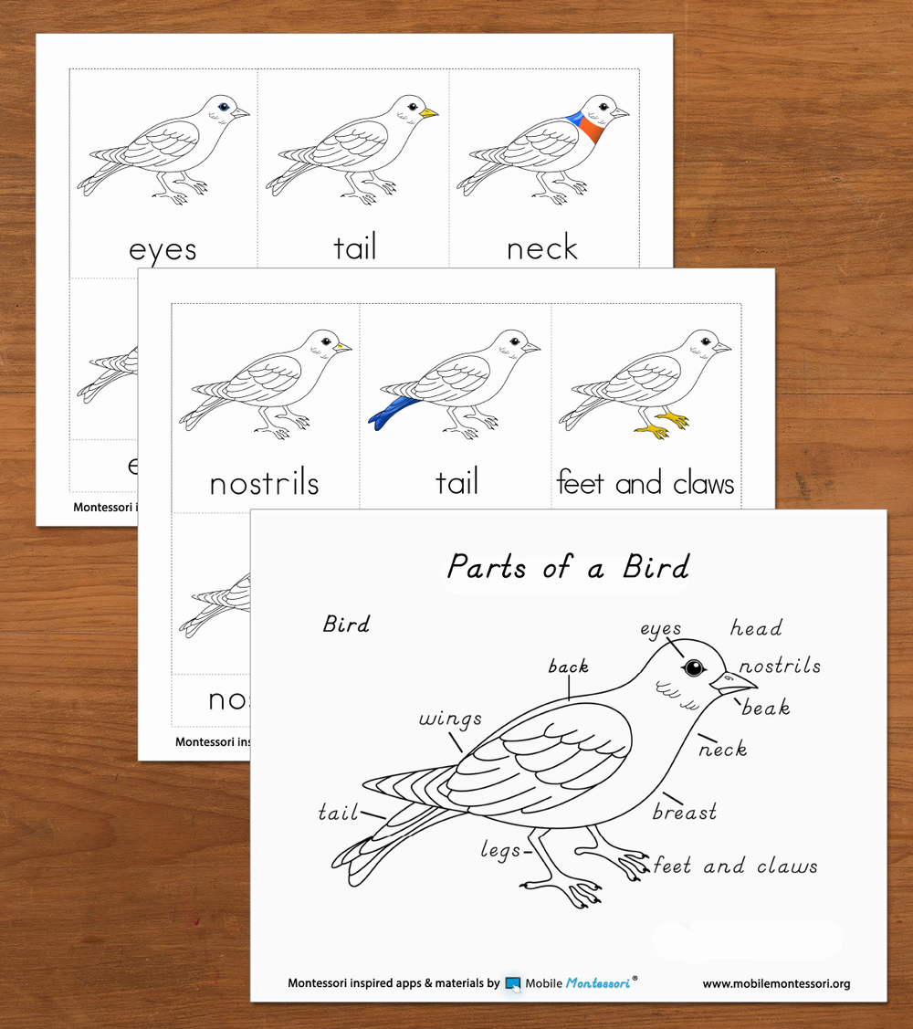 Parts of a Bird - Three Part Cards — Mobile Montessori parts-of-a-bird-three-part-cards-mobile-montessori