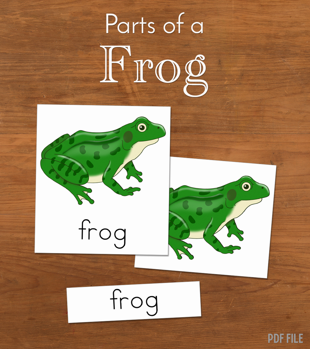 Parts of a Frog - Three Part Cards — Mobile Montessori